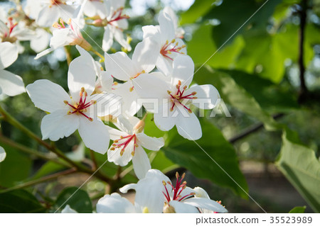 桐花 35523989