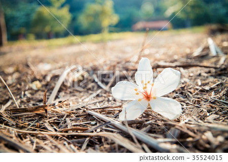 Tung flower 35524015