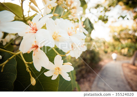 桐花 桐花 35524020