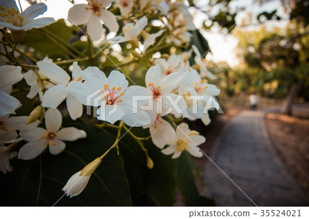 桐花 桐花 35524021