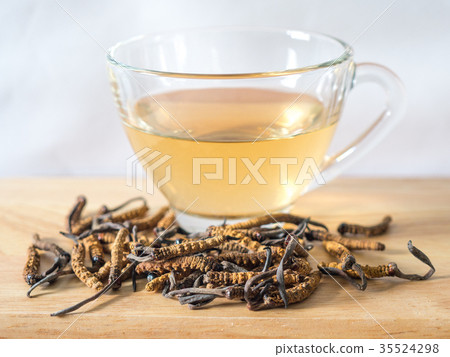 Select focust of Ophiocordyceps sinensis Select focust of Ophiocordyceps sinensis 35524298