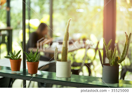 Selected focus small cactus on a shelf Selected focus small cactus on a shelf 35525000