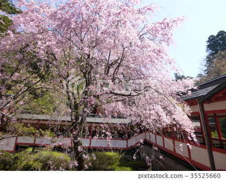 Sakura and Kirishima Shrine 35525660