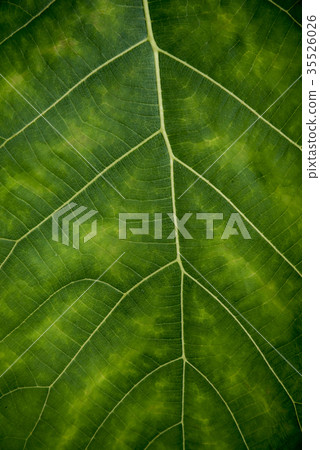 green leaf texture 35526026
