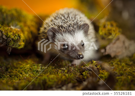 African pygmy hedgehog on moss 35526181