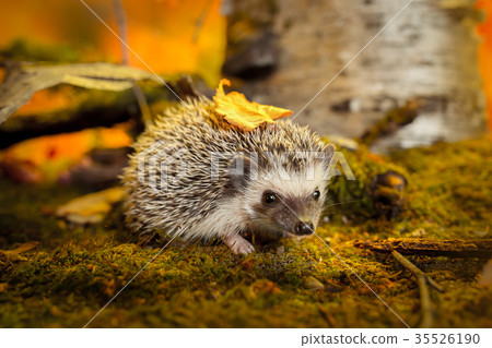 African pygmy hedgehog on moss 35526190