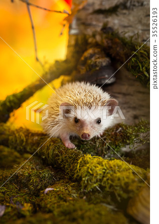African pygmy hedgehog on moss 35526193
