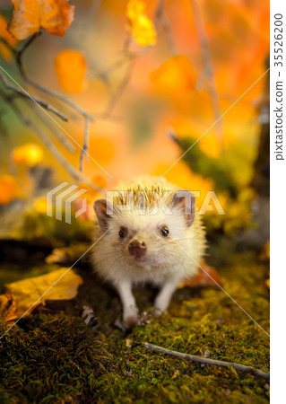 African pygmy hedgehog on moss African pygmy hedgehog on moss 35526200