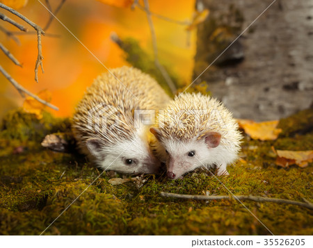 African pygmy hedgehogs on moss African pygmy hedgehogs on moss 35526205
