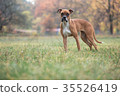 Dog of the Boxer breed. 35526419