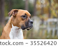 Dog of the Boxer breed. 35526420