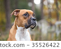 Dog of the Boxer breed. 35526422