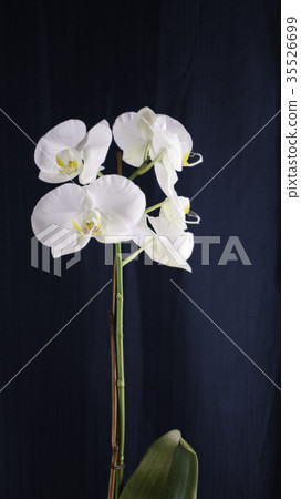 White orchid White orchid 35526699