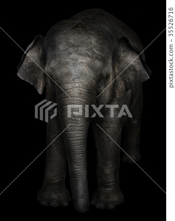 big gray elephant on a black background 35526716