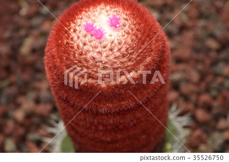 仙人掌Melocactus油橄欖藍色湍流向上 35526750