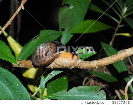 Snail / Nishikimaimai (Ikeno Town, Hyogo Prefecture) 35527208