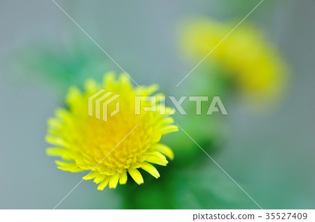 Nogenti flowers Nogenti flowers 35527409
