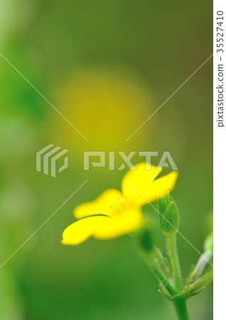 Oxalis flower Oxalis flower 35527410