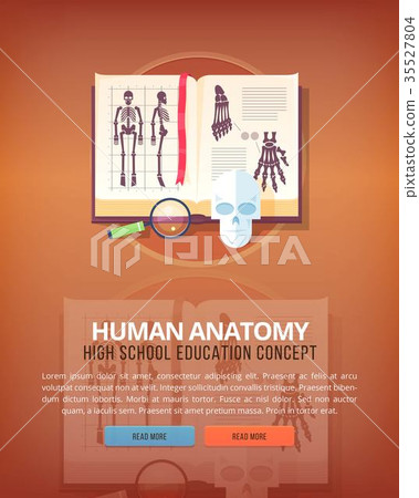 Human anatomy. Education and science vertical Human anatomy. Education and science vertical 35527804