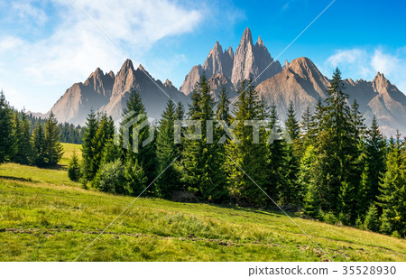 spruce forest in mountains with rocky peaks 35528930