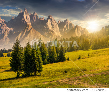 spruce trees on hillside in mountains at sunset 35528942