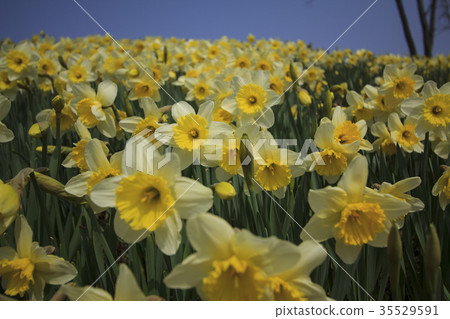 早春花黃水仙 早春花黃水仙 35529591