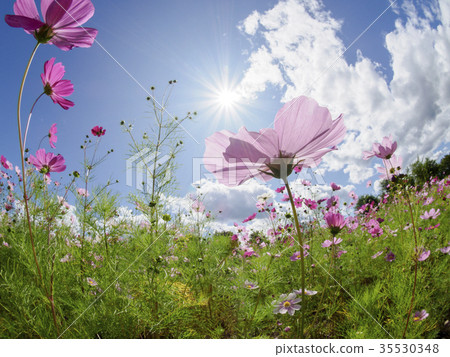 Backlit cosmos, sun gleaming, fish eye Backlit cosmos, sun gleaming, fish eye 35530348