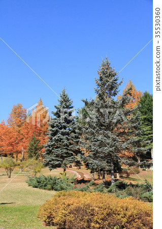 Garden with German-style conifers 35530360