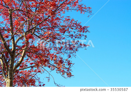 Blue sky and rowan leaves Blue sky and rowan leaves 35530587