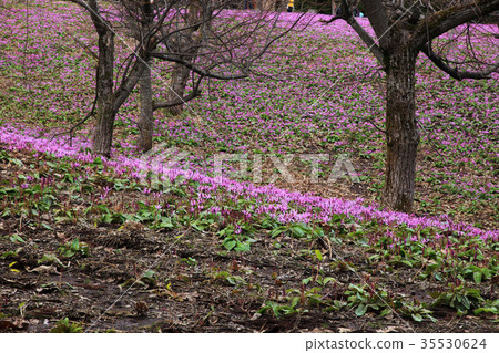 katakuri群 35530624