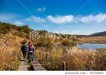 Yashimagahara wetland in the autumn Youths to hike 35530668