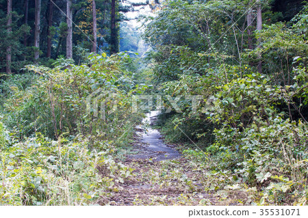 植物生長的山路 植物生長的山路 35531071