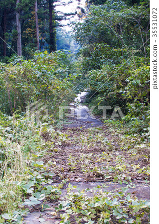 植物生長的山路 植物生長的山路 35531072