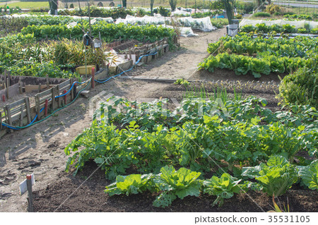 租用種植園 租用種植園 35531105