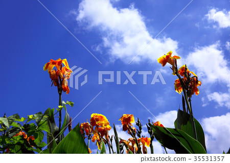 Canna flower 35531357