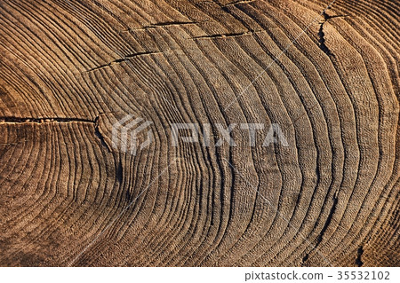 Tree trunk texture Tree trunk texture 35532102