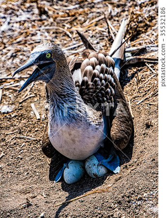 Blue Footed Booby Sitting in Nest Blue Footed Booby Sitting in Nest 35532186