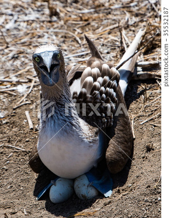 Blue Footed Booby Sitting in Nest Blue Footed Booby Sitting in Nest 35532187