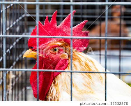 Rooster Rooster 35532278