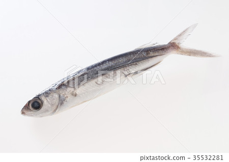 飛魚 飛魚 35532281