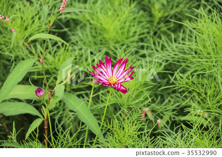 花彩節 大波斯菊花海 35532990