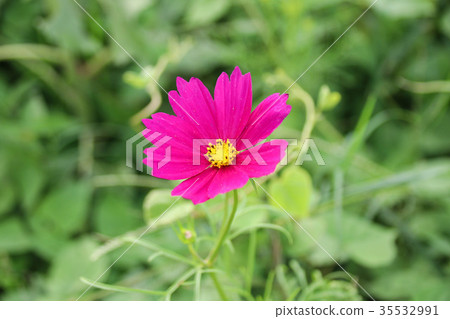 花彩節 大波斯菊花海 花彩節 大波斯菊花海 35532991