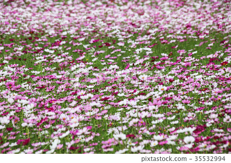 花彩節 大波斯菊花海 花彩節 大波斯菊花海 35532994