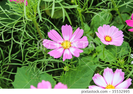 花彩節 大波斯菊花海 花彩節 大波斯菊花海 35532995