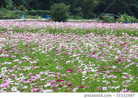 花彩節 大波斯菊花海 花彩節 大波斯菊花海 35532997