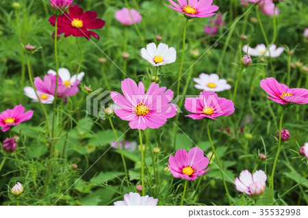 花彩節 大波斯菊花海 35532998