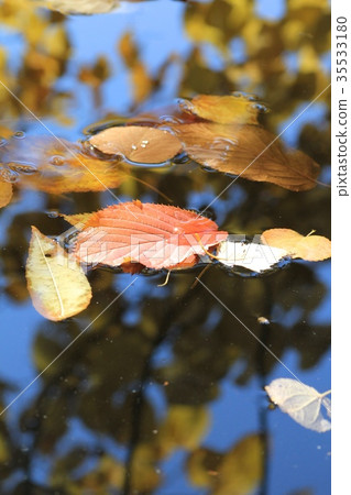 Fallen autumn leaves floating on the surface of a pond Fallen autumn leaves floating on the surface of a pond 35533180