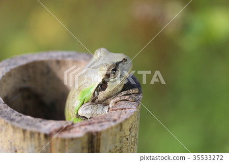 Tree frog Tree frog 35533272