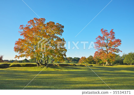 Autumn leaves of Chinese tallow 35534371