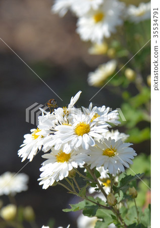 菊花 菊花 35534791